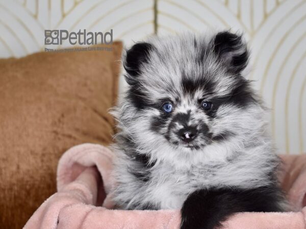 [#732] Blue Merle Male Pomeranian Puppies For Sale