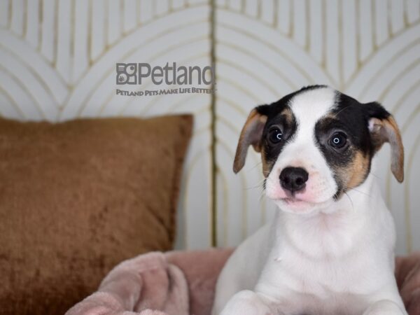 [#736] White Black Markings Tan points Male Jack Russell Terrier Puppies For Sale