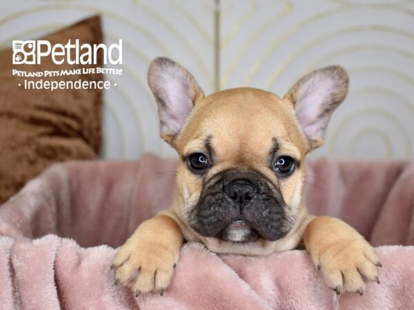 French Bulldog-Dog-Female-FAWN-5642-Petland Lee's Summit, MO
