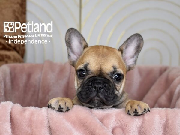 French Bulldog-Dog-Female-FAWN-5641-Petland Lee's Summit, MO
