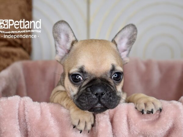 French Bulldog-Dog-Male-FAWN-5640-Petland Lee's Summit, MO