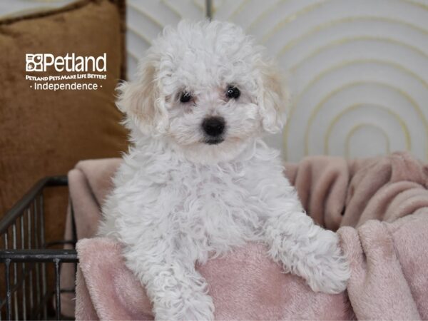 Bichon Poo-Dog-Female-White-5500-Petland Lee's Summit, MO
