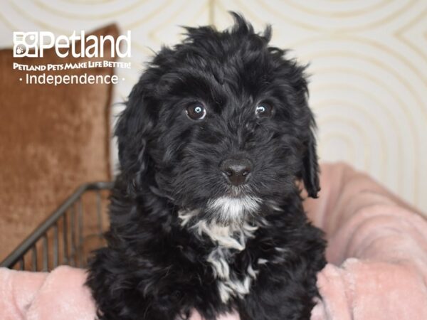 Miniature Bernedoodle 2nd Gen-Dog-Female-Black-5543-Petland Lee's Summit, MO