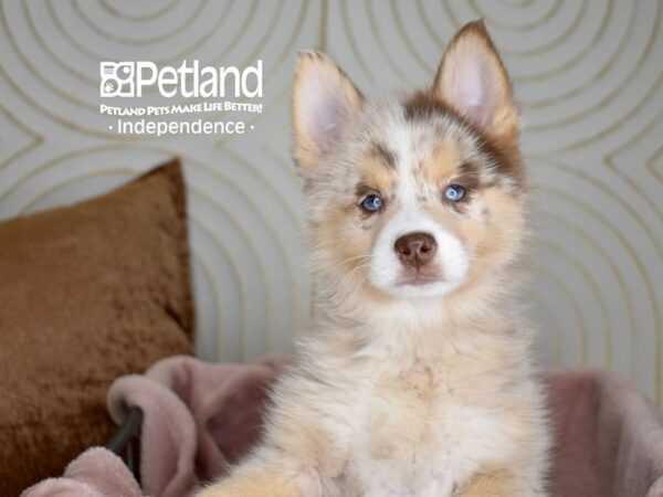 Pomsky-Dog-Female-Red Merle-5558-Petland Lee's Summit, MO