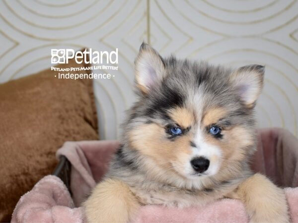 Pomsky-Dog-Female-Blue Merle-5557-Petland Lee's Summit, MO