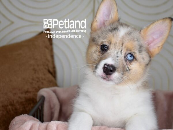 Corgi Pom-Dog-Male-Merle & White-5561-Petland Lee's Summit, MO