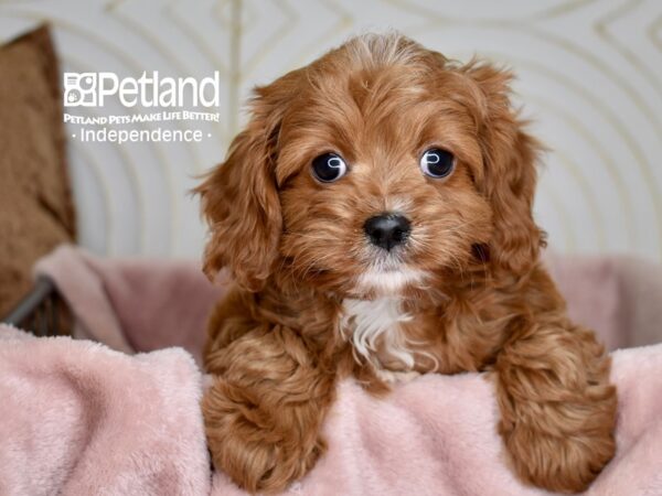 Cavapoo-Dog-Male-Red-5570-Petland Lee's Summit, MO