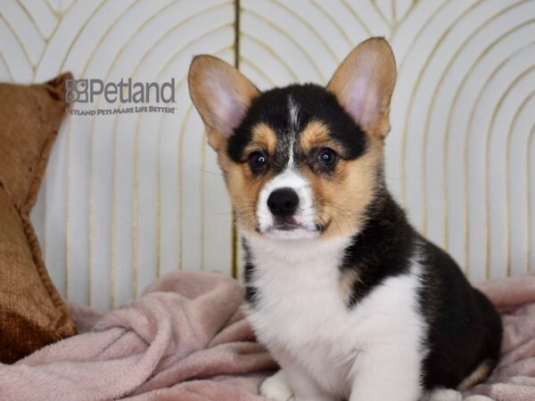 Pembroke Welsh Corgi-Dog-Male-Black Tri-699-Petland Lee's Summit, MO
