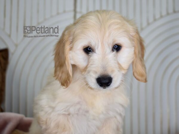 Miniature Goldendoodle-Dog-Female-Golden-701-Petland Lee's Summit, MO