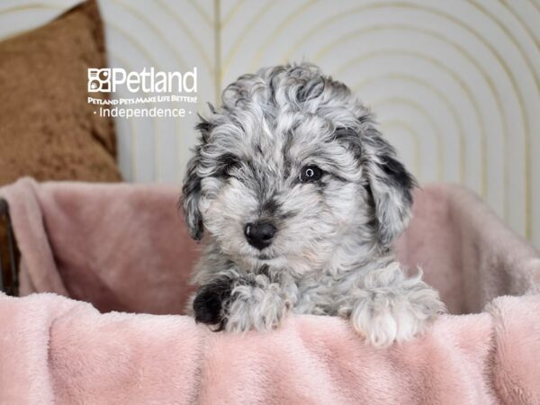 Toy Aussiedoodle-Dog-Female-Blue Merle-5578-Petland Lee's Summit, MO