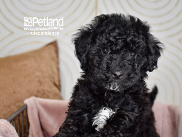 Bichon Poo-Dog-Female-Black-5576-Petland Lee's Summit, MO