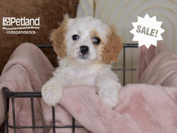 Cavapoo-Dog-Male-Brown & White-5469-Petland Lee's Summit, MO
