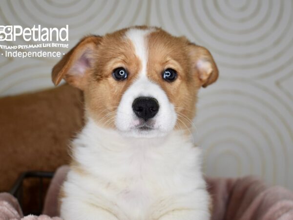Pembroke Welsh Corgi-Dog-Male-Sable-5587-Petland Lee's Summit, MO