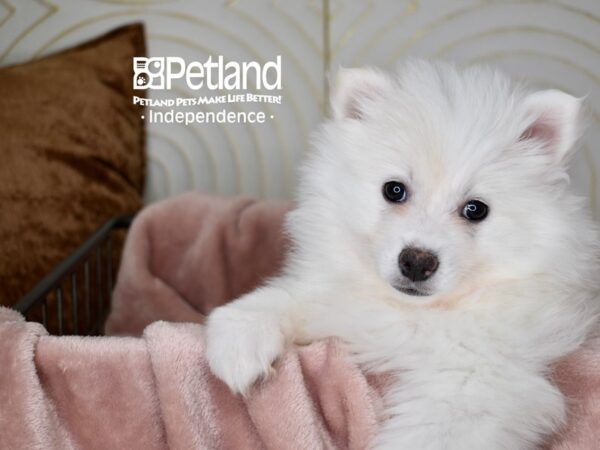 American Eskimo-Dog-Female-White-5600-Petland Lee's Summit, MO