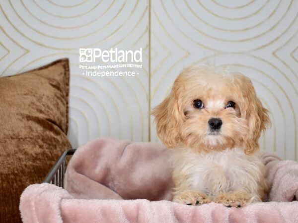 Cavapoo-Dog-Male-Apricot-5594-Petland Lee's Summit, MO