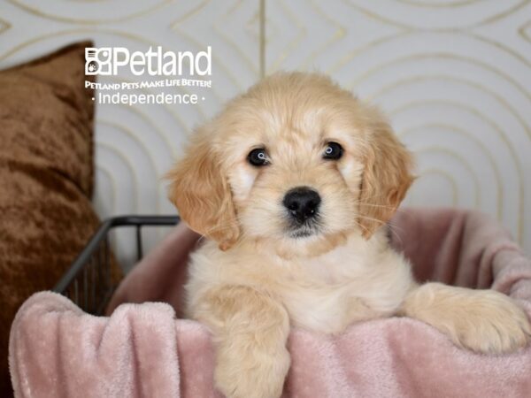 Miniature Goldendoodle-Dog-Male-Golden-5606-Petland Lee's Summit, MO