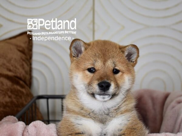 Shiba Inu-Dog-Female-Red Sesame-5608-Petland Lee's Summit, MO