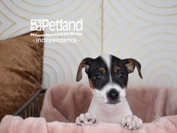 Jack Russell Terrier-Dog-Male-White Black Markings Tan Points-5611-Petland Lee's Summit, MO