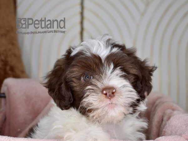 Havapoo-Dog-Male-Chocolate Parti-713-Petland Lee's Summit, MO