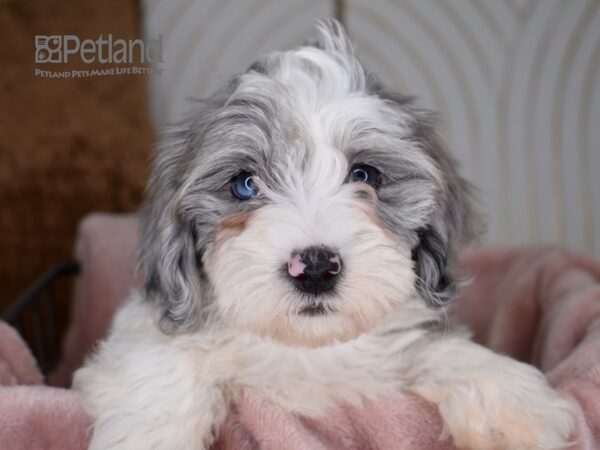 Havapoo-Dog-Female-Blue Merle Parti-714-Petland Lee's Summit, MO