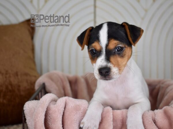 Jack Russell Terrier-Dog-Female-White Black Markings Tan Points-727-Petland Lee's Summit, MO
