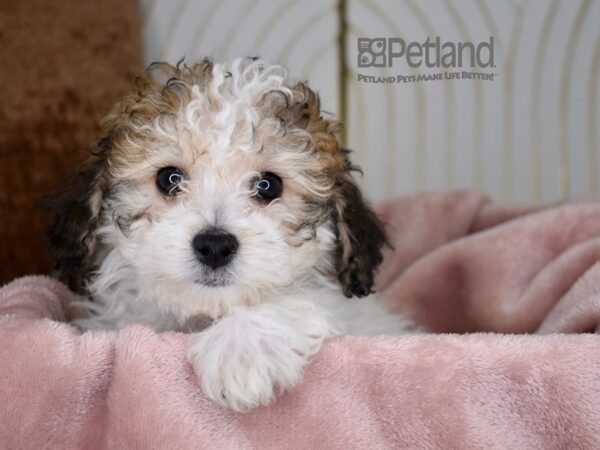 Bichon-Poo-Dog-Female-Apricot Parti-712-Petland Lee's Summit, MO