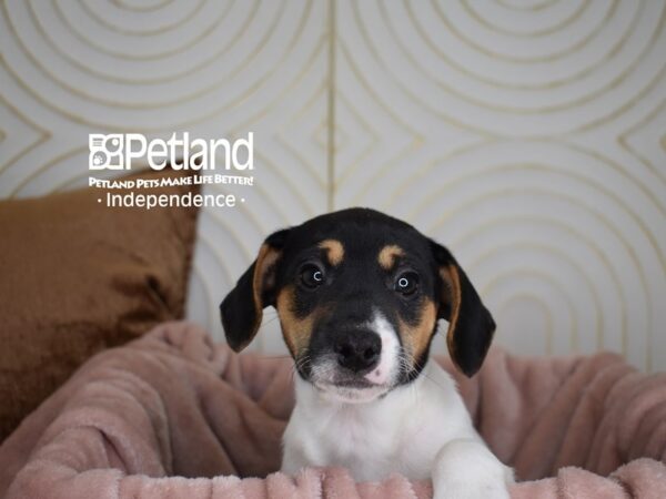 Jack Russell Terrier-Dog-Male-White Black Markings Tan Points-5617-Petland Lee's Summit, MO