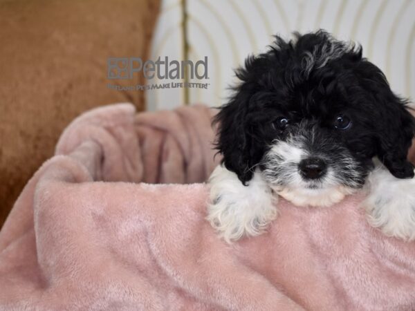 Cockapoo-Dog-Female-Black & White-741-Petland Lee's Summit, MO