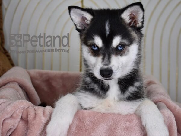 Alaskan Klee Kai-Dog-Male-Black & White-5658-Petland Lee's Summit, MO