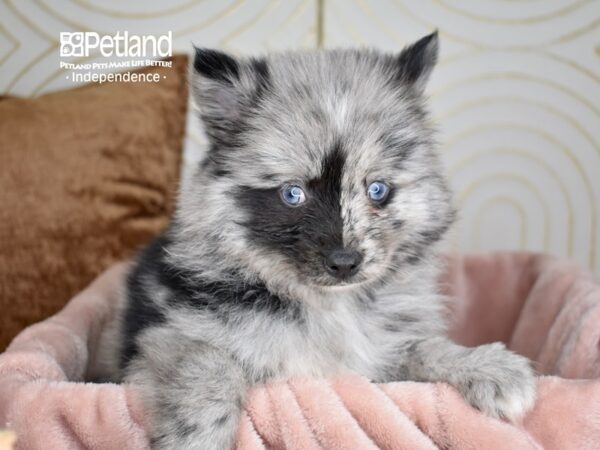 Pomsky-Dog-Male-Blue Merle-5634-Petland Lee's Summit, MO