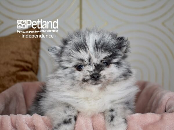 Pomsky-Dog-Male-Blue Merle-5633-Petland Lee's Summit, MO