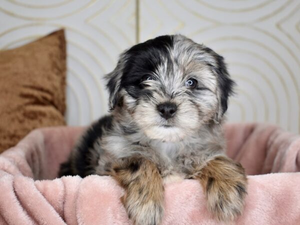Miniature Aussidoodle-Dog-Female-Blue Merle Tan Points-5636-Petland Lee's Summit, MO
