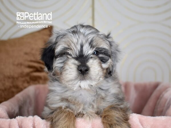 Miniature Aussiedoodle-Dog-Male-Blue Merle Tan Points-5635-Petland Lee's Summit, MO
