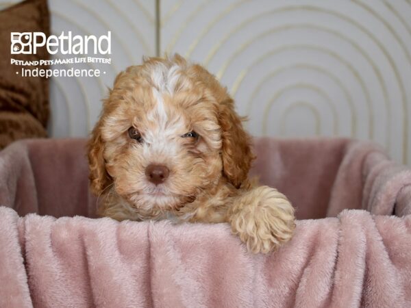 Cockapoo 2nd Generation-Dog-Female-Apricot White Markings-5639-Petland Lee's Summit, MO