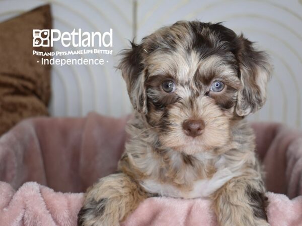 Cockapoo 2nd Generation-Dog-Female-Chocolate Merle Tan Points-5638-Petland Lee's Summit, MO