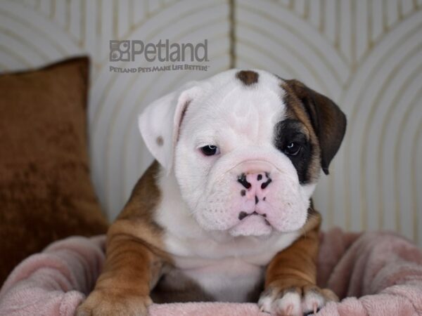 English Bulldog-Dog-Female-Red & White-752-Petland Lee's Summit, MO