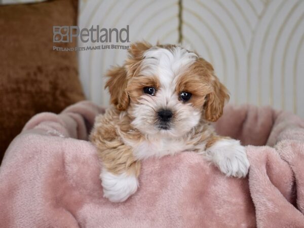 Shipoo-Dog-Female-Apricot & White-756-Petland Lee's Summit, MO
