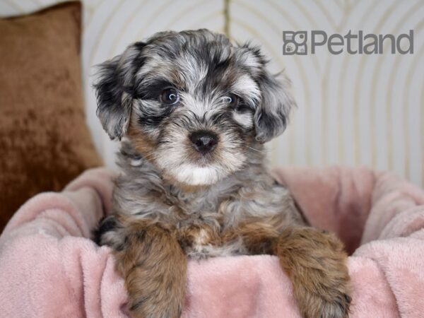 Miniature Aussiedoodle-Dog-Female-Blue Merle Tan Points-751-Petland Lee's Summit, MO