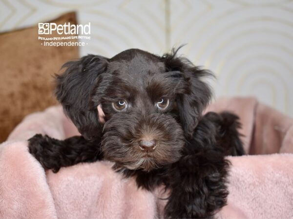Schnoodle-Dog-Male-Chocolate White Markings-5647-Petland Lee's Summit, MO