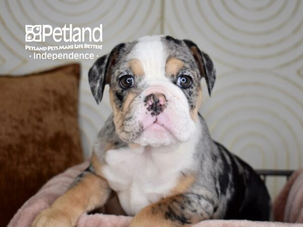 English Bulldog-Dog-Female-Blue Merle White Markings Tan Points-5656-Petland Lee's Summit, MO