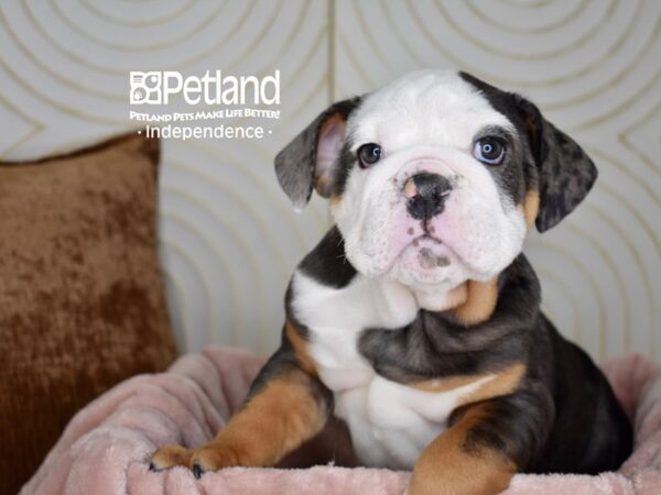 English Bulldog-Dog-Male-Blue Merle White Markings Tan Points-5654-Petland Lee's Summit, MO
