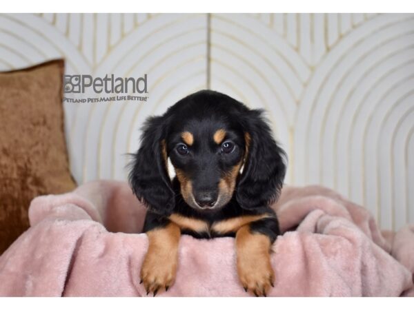 Dachshund-Dog-Male-Black & Tan-770-Petland Lee's Summit, MO