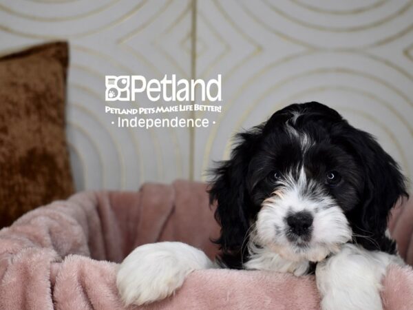 Cavapoo-Dog-Female-Black & White-5650-Petland Lee's Summit, MO