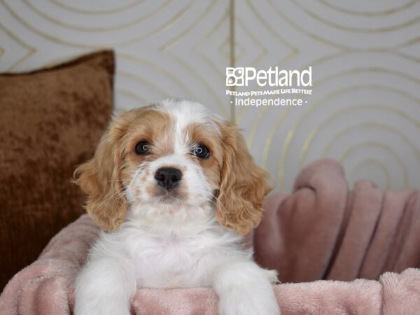 Cavapoo-Dog-Female-Blenheim-5649-Petland Lee's Summit, MO