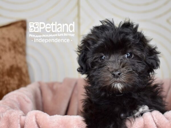 Malti Poo-Dog-Male-Black-5651-Petland Lee's Summit, MO