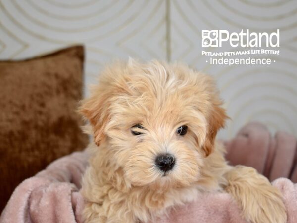 Malti Poo-Dog-Male-Cream-5652-Petland Lee's Summit, MO