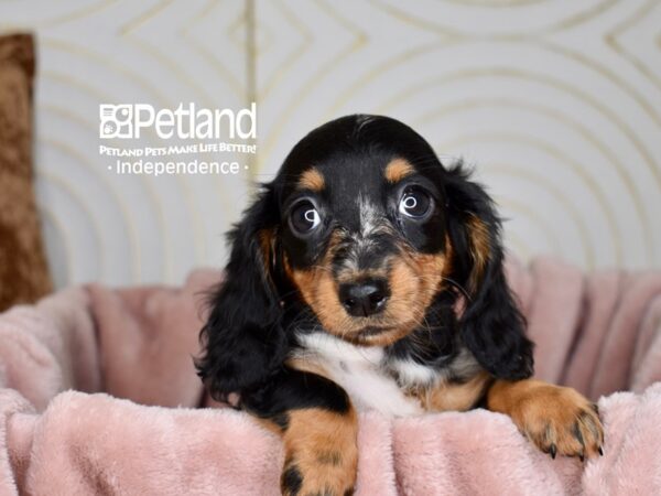 Dachshund-Dog-Female--5659-Petland Lee's Summit, MO