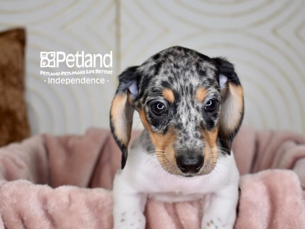Dachshund-Dog-Male-Black & Tan Dapple Piebald Shorthair-5657-Petland Lee's Summit, MO