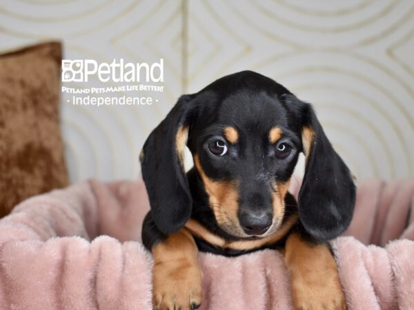 Dachshund-Dog-Male-Black & Tan Shorthair-5653-Petland Lee's Summit, MO
