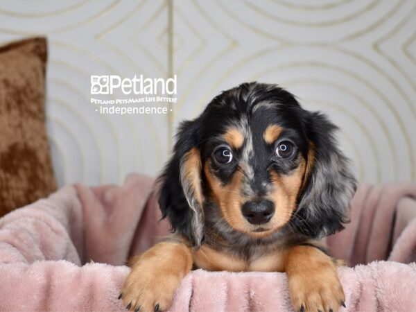 Dachshund-Dog-Male-Black & Tan Dapple Longhair-5655-Petland Lee's Summit, MO